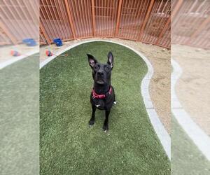 Mutt Dogs for adoption in Las Vegas, NV, USA