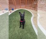 *MARCY - Female Mutt Dog for Adoption - Small photo