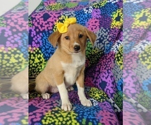 Shetland Sheepdog-Unknown Mix Puppy for sale in PEACH BOTTOM, PA, USA