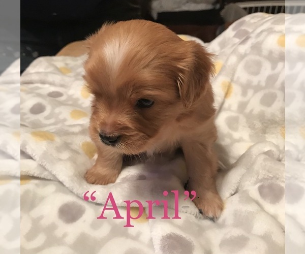Medium Photo #3 Cavalier King Charles Spaniel-Scorkie Mix Puppy For Sale in ITHACA, NY, USA