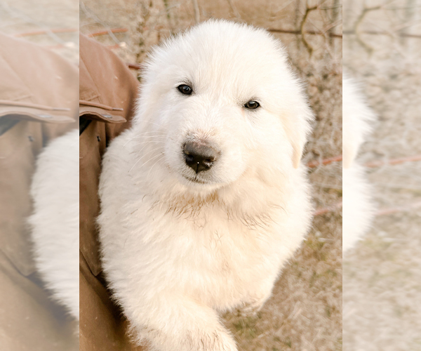 Medium Photo #6 Great Pyrenees Puppy For Sale in MORRIS, OK, USA
