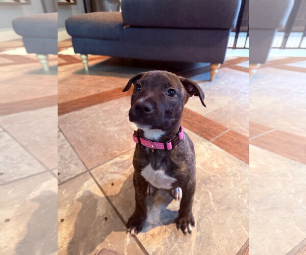 Medium Photo #1 Mutt Puppy For Sale in Plainfield, IL, USA