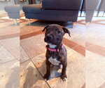 Roo - Female Mutt Dog for Adoption - Small photo