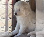 Small #9 Great Pyrenees