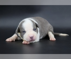 American Bully Puppy for sale in CHAMPAIGN, IL, USA