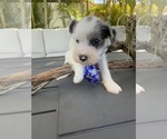 Small #5 Schnauzer (Miniature)
