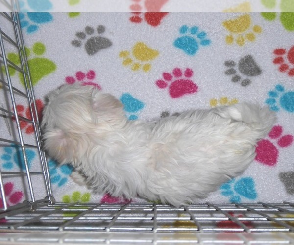 Medium Photo #2 Maltese Puppy For Sale in ORO VALLEY, AZ, USA