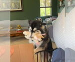 Small #8 Siberian Husky