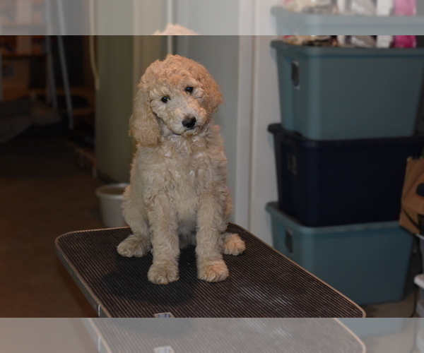 Medium Photo #3 Poodle (Standard) Puppy For Sale in MONTELLO, WI, USA