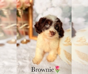 Cockapoo Puppy for sale in MURFREESBORO, TN, USA