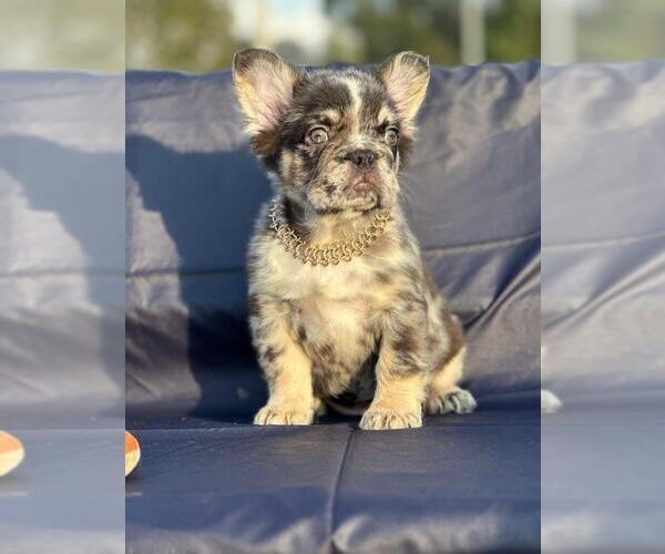 Medium Photo #4 French Bulldog Puppy For Sale in TAMPA, FL, USA