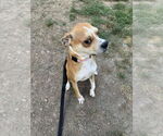 Small #1 Boston Terrier Mix