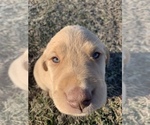 Small Photo #12 Labrador Retriever Puppy For Sale in MANSFIELD, MO, USA