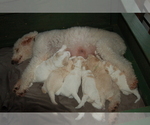 Small Photo #5 Goldendoodle Puppy For Sale in COLCHESTER, CT, USA
