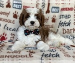 Small Photo #1 Cavapoo Puppy For Sale in LAKELAND, FL, USA