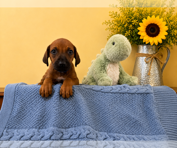 Medium Photo #6 Rhodesian Ridgeback Puppy For Sale in MADISON, GA, USA