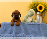 Small #5 Rhodesian Ridgeback