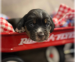 Puppy Astra Beagle