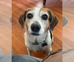 Small #1 Beagle Mix