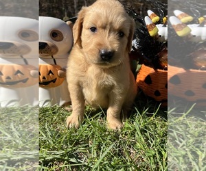Golden Retriever Puppy for sale in NEOLA, WV, USA