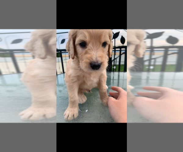 Medium Photo #59 Goldendoodle Puppy For Sale in RATHDRUM, ID, USA