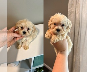 Maltipoo (Miniature) Puppy for sale in GREENVILLE, MI, USA