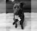 Small #20 American Pit Bull Terrier-Labrador Retriever Mix