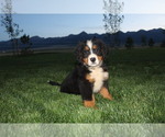 Puppy 7 Bernese Mountain Dog