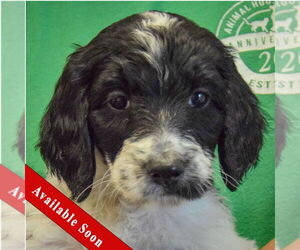 Spaniel-Unknown Mix Dogs for adoption in Huntley, IL, USA