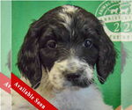 Small Spaniel Mix