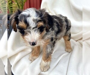 Bernedoodle-Poodle (Miniature) Mix Puppy for sale in FORT PLAIN, NY, USA