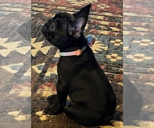 French Bulldog Puppy for sale in BOLIVAR, MO, USA