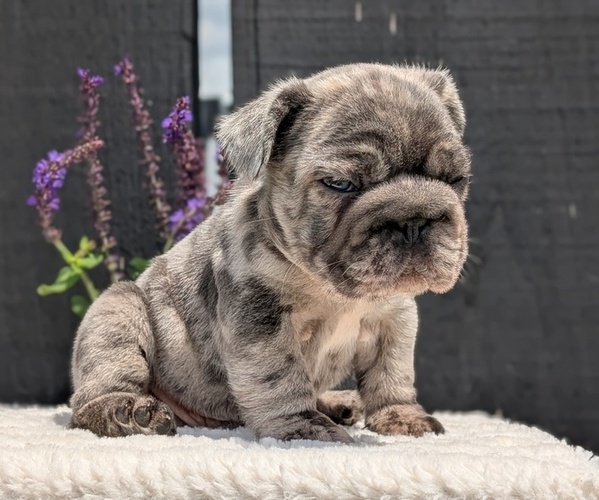 Medium Photo #9 French Bulldog Puppy For Sale in GOSHEN, IN, USA