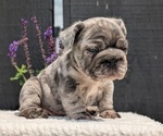 Small #8 French Bulldog