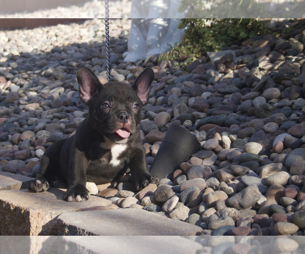 Medium Photo #4 American Bully Puppy For Sale in LAS VEGAS, NV, USA