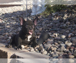 Small Photo #4 American Bully Puppy For Sale in LAS VEGAS, NV, USA