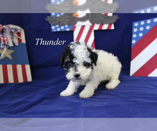 Medium Photo #7 Poodle (Toy) Puppy For Sale in CHANUTE, KS, USA