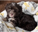 Small Photo #11 Havanese Puppy For Sale in MISHAWAKA, IN, USA