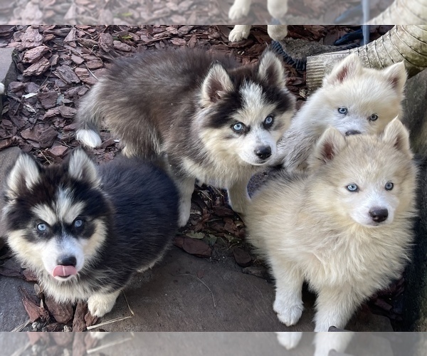 Medium Photo #3 Pomsky-Siberian Husky Mix Puppy For Sale in WINDERMERE, FL, USA