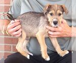 Small #1 Mutt