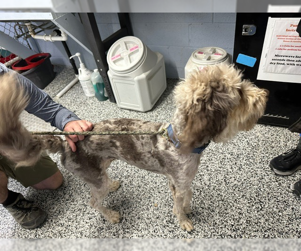 Medium Photo #2 Mutt Puppy For Sale in Emmett, ID, USA