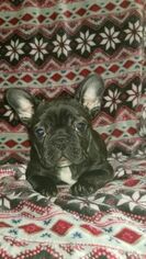 French Bulldog Puppy for sale in ANAMOSA, IA, USA