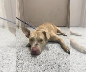 Mutt Dogs for adoption in Conroe, TX, USA
