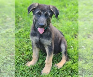 German Shepherd Dog Puppy for sale in WARREN, MA, USA