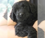 Small #7 Schnoodle (Giant)