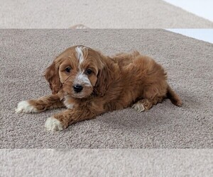 Cavapoo Puppy for sale in FREDERICKSBURG, OH, USA