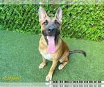 Small German Shepherd Dog Mix