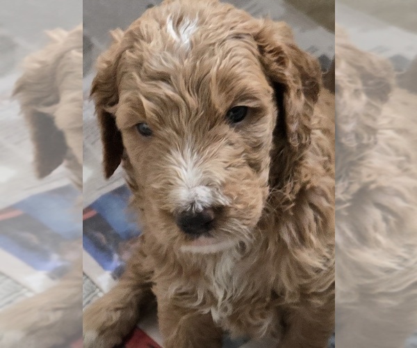 Medium Photo #13 Goldendoodle Puppy For Sale in BROADVIEW HEIGHTS, OH, USA