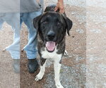 Small #3 Anatolian Shepherd