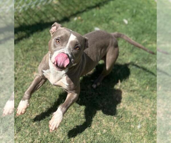 Medium Photo #1 Mutt Puppy For Sale in Texas City, TX, USA